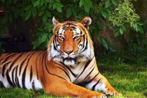 Бенгальський тигр побіг від італійського мобільного цирку Бенгальський тигр побіг від італійського мобільного цирку